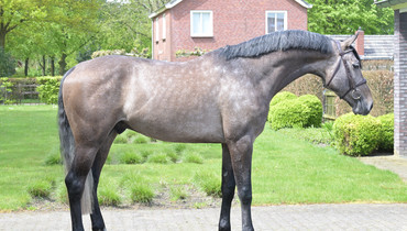 Huge variety in May auction of Dutch Horse Trading