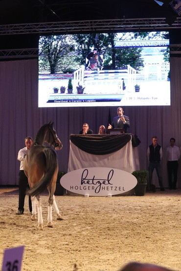 The 5-year-old Hulapalu was the horse that sold for the highest price of EUR 450,000. Photo (c) Maik Wallrafen.