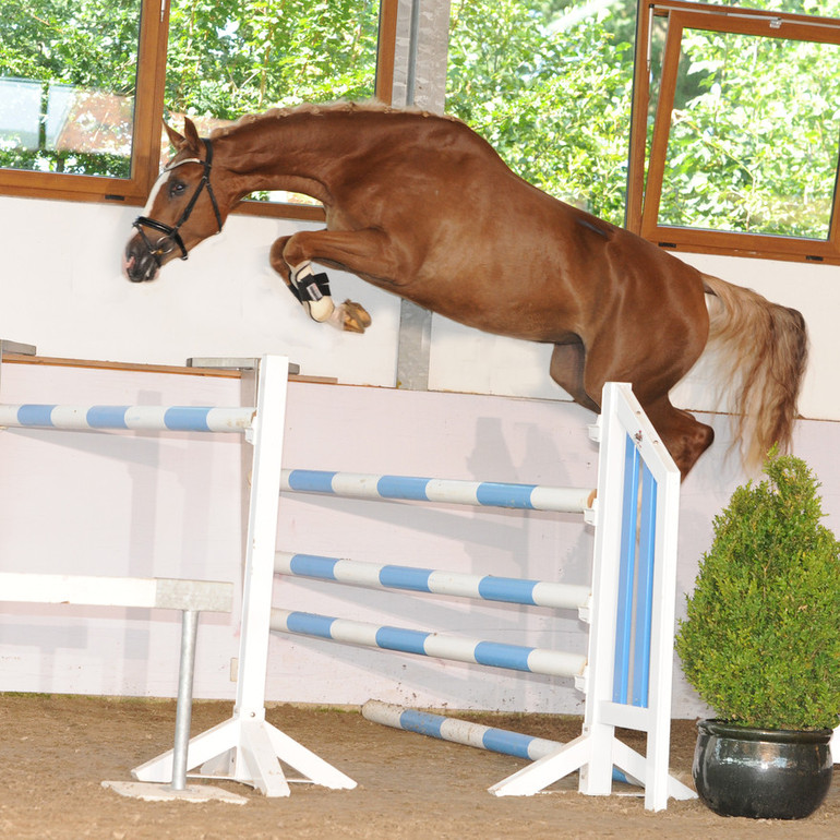 Qualite 3 year old mare by Quaid – For Edition – Pinkus Covered by Nubalou WZ (Numero Uno)