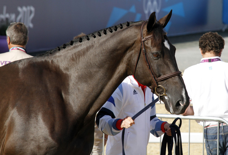 Triple X III, with his beautiful light brown eyes, will jump at his second Olympics. Last time with Ben Maher, this time with Tiffany Foster. 