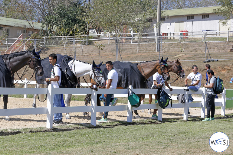 The Brazilian horses and grooms waiting for their riders. 
