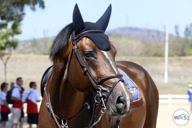 Bassem Hassan Mohammed's reserve horse Armstrong van de Kapel looking stunning. 