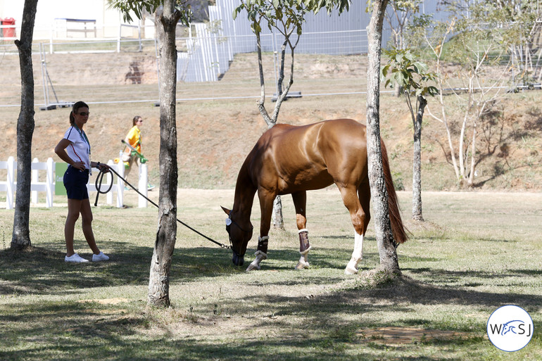 Penelope Leprevost out at Deodoro with Flora de Mariposa yesterday. Photo (c) Jenny Abrahamsson.