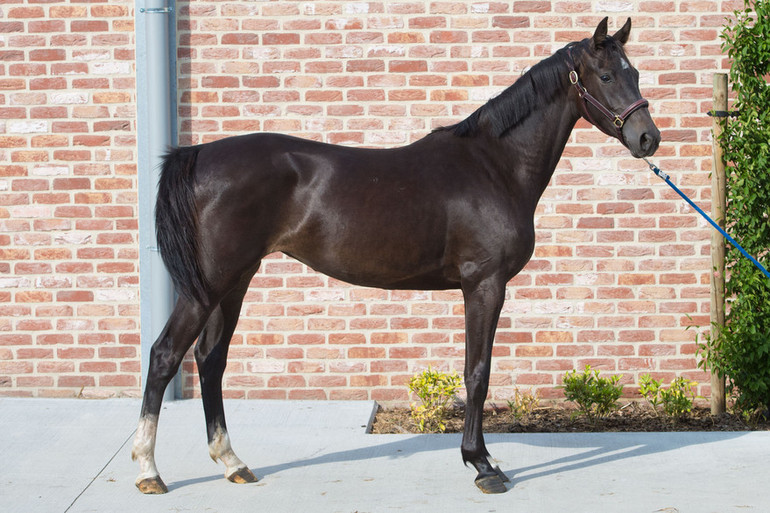 Show Off AF Z is a 2yr old by Solid Gold Z out of MHS Ramona(Lamm De Fatan x Diamant De Semilly) who is competing 7yr olds in England and from the breeding programme of MHS Going Global