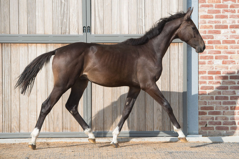 Zoffany AF Z is a 1yr old by Zapatero VDL out of Cilia(Cristallo x Concorde)  who competed up to 1.45 level and comes from a family of 1.60 level horses.