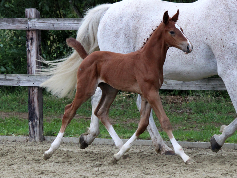 Rolie-Chacco van Essene - Colt by Chacco Blue and out of the sister to Extra van Essene (seen under Marlon Zanotelli).