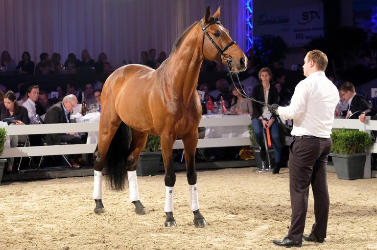 The top bid was placed for a seven year old KWPN stallion Tiger by Padinus. , 