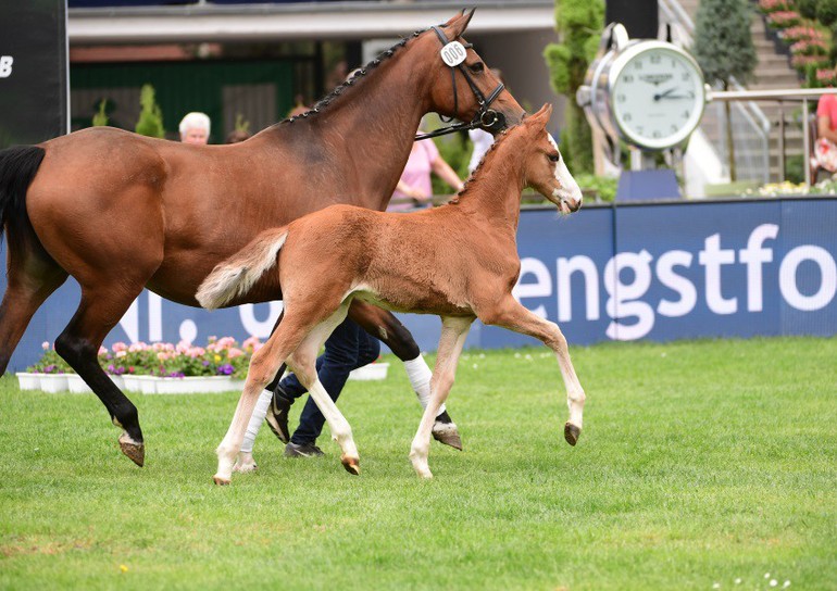 This chestnut colt with a striking blaze out of a dam by Quite Capitol-Catrick I, was sold for 26,500 Euro