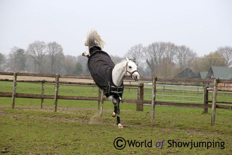 Marcus Ehning's super star Cornado NRW shows off in the field at home in Borken. 