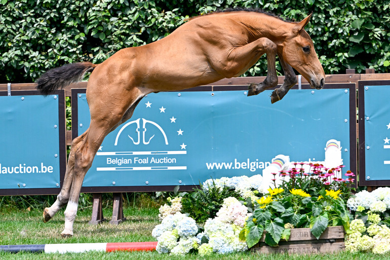 Belgian Foal Auction