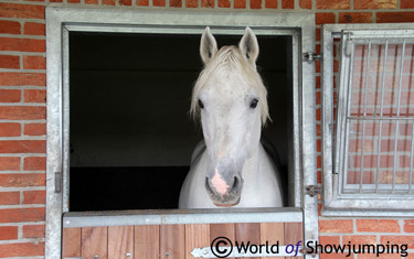 The real king of the stables: 2006 World Champion Cumano - now 21 years old!