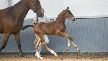 Genetic high-flyers define first Borculo Online Foal Auction’s collection