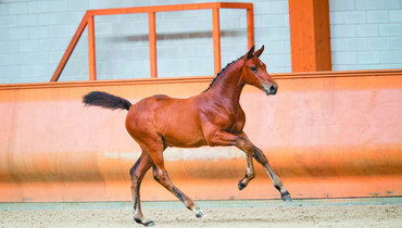 Next Monday 35 foals in Online Limburg Foal Auction