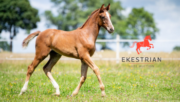 Ekestrian Showjumping – Online auction with NO reserve price – December 3rd & 4th!