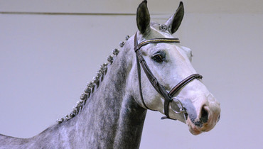 The Billy Stud Spring Auction in association with Equine America
