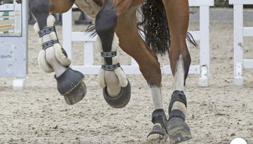 FEI enhances horse traceability in EHV-1 Return To Competition measures