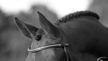 Horse Health FEI Self-Certification forms only submitted through the FEI HorseApp from this week on