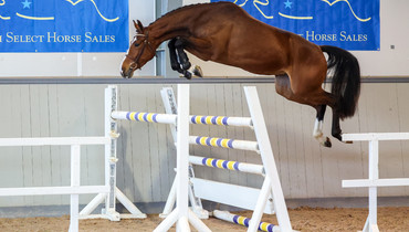 Swedish Select Horse Sales proudly presents the first edition of their Spring Sale online auction