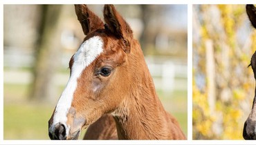 Exclusive rarities: Second Verden Auction Online for foals on May 6th
