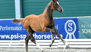 Concentration of performance in 2021 Schockemöhle/Helgstrand International Online Foal Auction