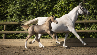 Foal auction closes tonight at Paardenveilingonline.com - Don’t miss this!