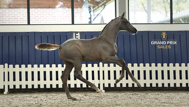 Grand Prix Sales sells exclusive Chacco Blue offspring. Out of Grand Prix horse producer Urmina, never on the market before!