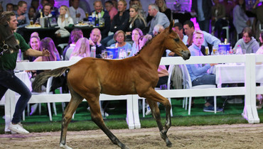 H&M All In’s brother sold for 130,000 Euro at Flanders Foal Auction