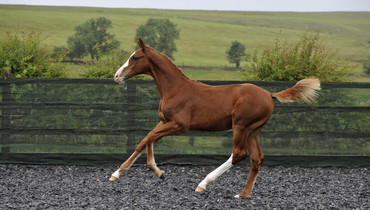 New collection launches for the Science Supplements Bolesworth Elite Foal & Embryo Online Auction