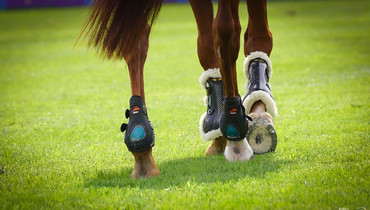 Updates to the FEI Tack App to be temporarily paused from after 8 April 2024