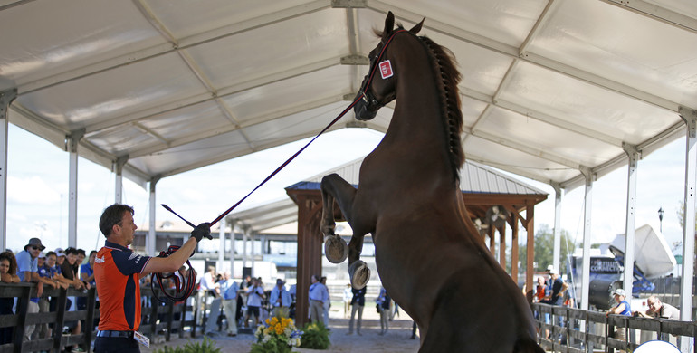 Images | World Equestrian Games horse inspection
