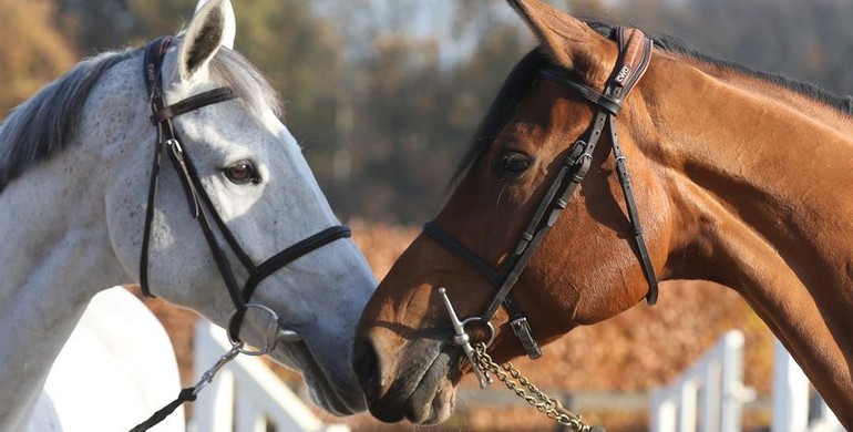Child of Love joins her famous family at Team Philippaerts