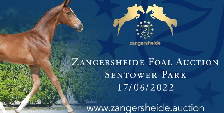 Zangersheide Live Foal Auction Friday 17th of June at Sentower Park (BE)