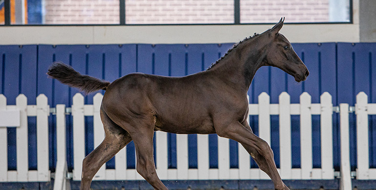 Worldwide demand for today’s showjumping foal auction of Grand Prix Sales!