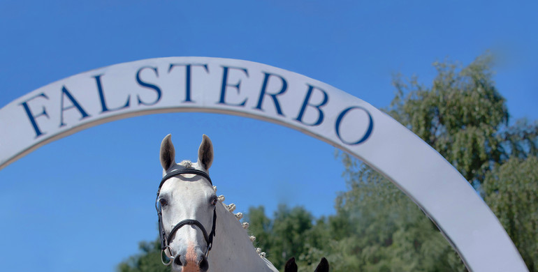 1st Holsteiner Foal Auction at Falsterbo Horse Show: World genetics rooted in Holsteiner damlines