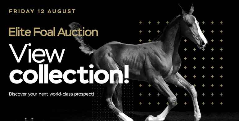 Bolesworth Elite Foal Auction