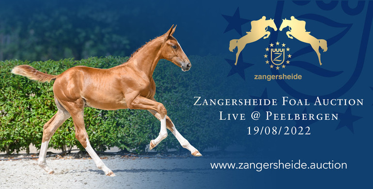 Zangersheide presents second live foal auction collection, held 19 August 2022 at Peelbergen