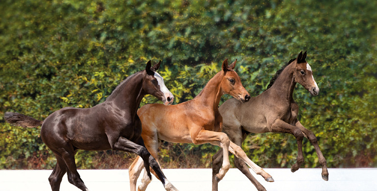 Holsteiner Elite Foal Auction Sale 2022: Collection boasting Olympic and World Champion relatives