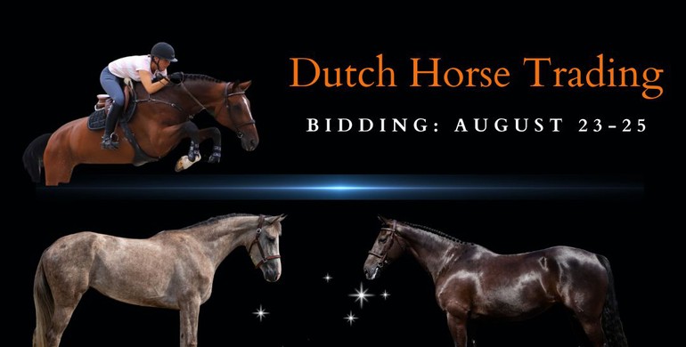 Quality jumpers in August auction of Dutch Horse Trading