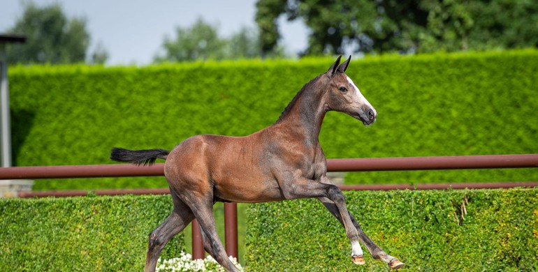 Trigon Foal Auction IV, Don’t miss out, get your bids in!
