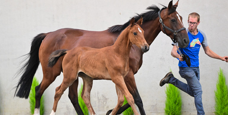 Bid now on Kattenheye.Horse Auction - foals, embryos & broodmares for sale direct from the breeder!