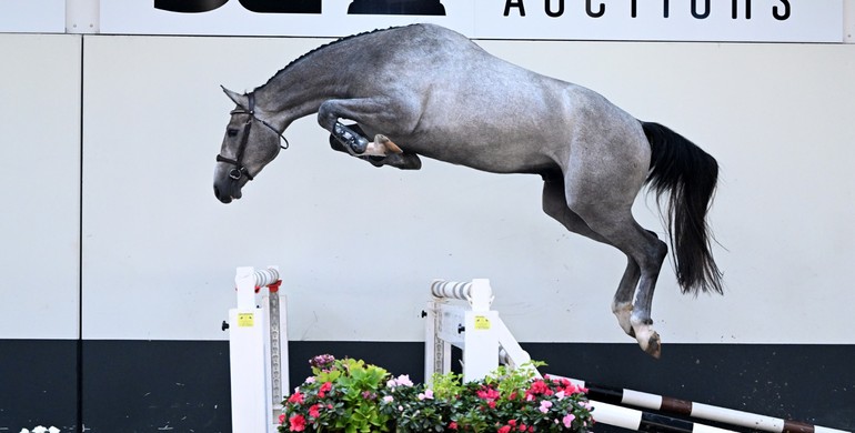 SLF Auction is back with a high-quality collection of showjumpers, foals, and embryos
