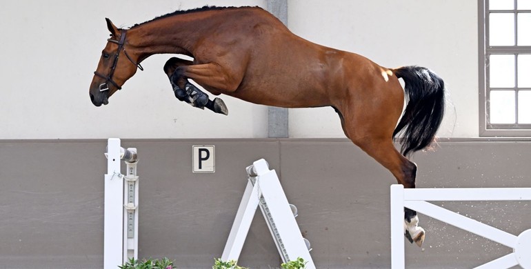New: Flanders Youngsters Auction during CSI2* Zandhoven