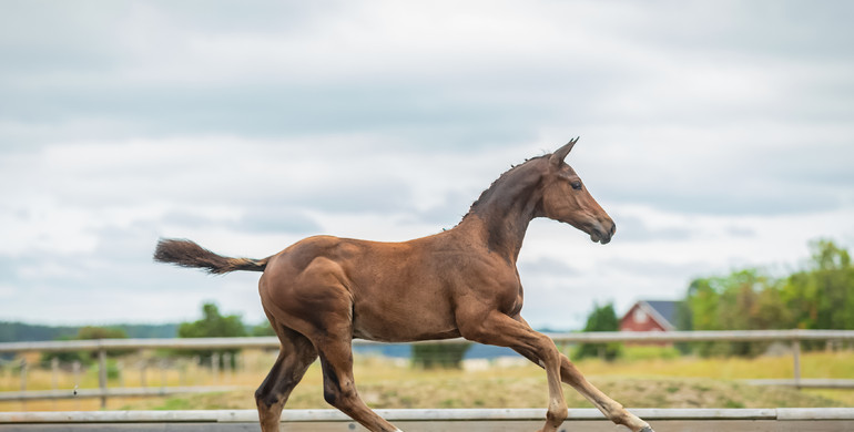 Find your next international future star at the SWB Elite Showjumping Foal Auction