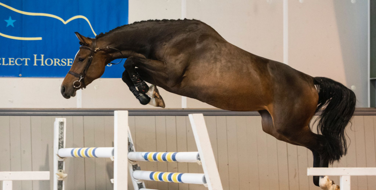 Swedish Select Horse Sales proudly presents 18th edition