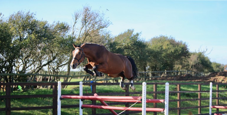 Talented showjumping horses and ponies in November auction of Dutch Horse Trading