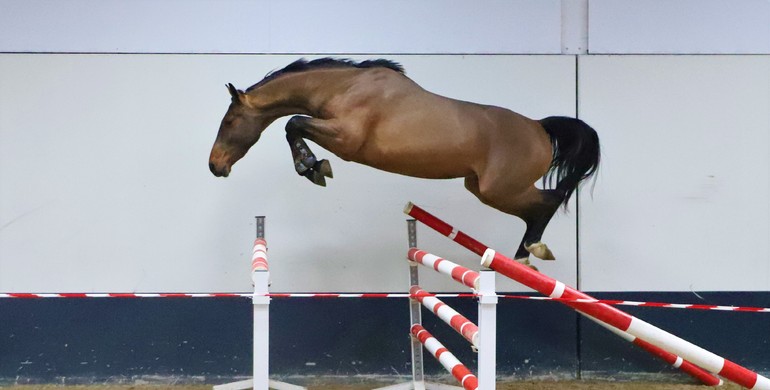 Hunter ponies, Grand Prix prospects & talented youngsters in December auction of Dutch Horse Trading