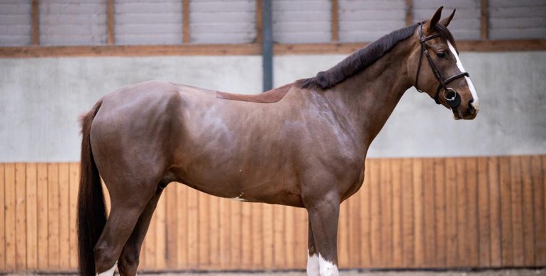 Dutch Horse Trading starts 2023 with quality collection