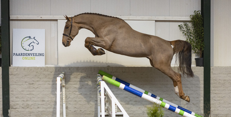 Another top class selection of young showjumpers from Paardenveilingonline.com