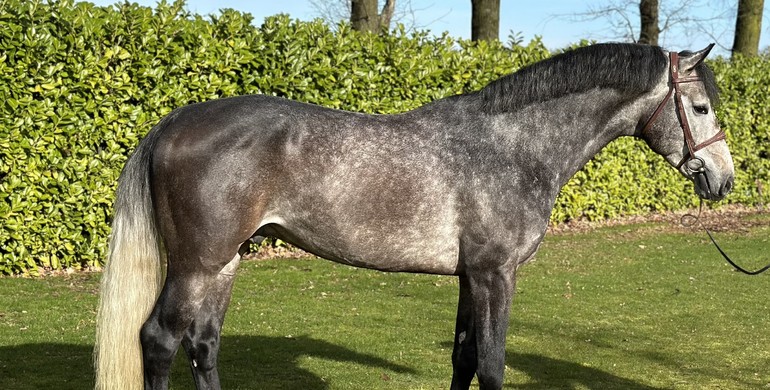 Dutch Horse Trading offers spectacular collection of sport horses in March auction