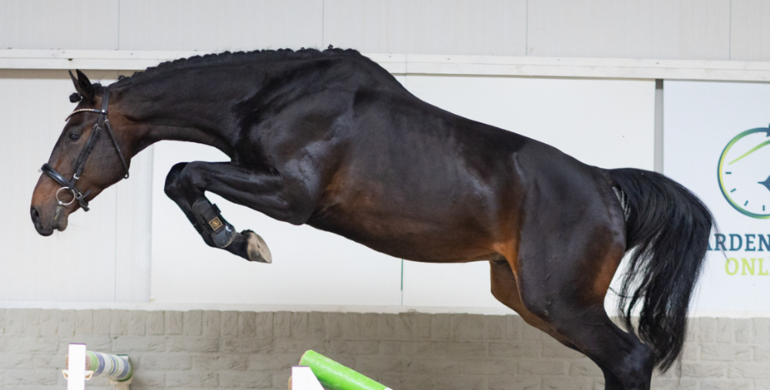 Find your next show jumping champion: The latest top collection from Paardenveilingonline.com